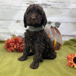Siscilia - Brown female Springerdoodle puppy in Lisbon, Ohio from Willow Lane Doodles