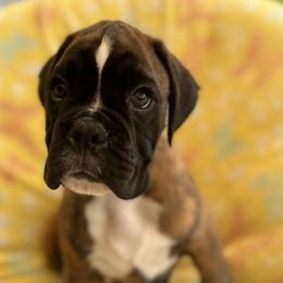 Boxer Puppies from Von Royal Dell’Infinite