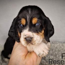 Ford - Black brown and white male Basset Hound puppy in Mack's Creek, Missouri from Mack's Creek Basset Hounds