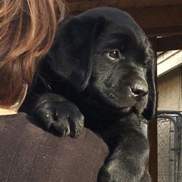 Labrador Retriever Puppies from Hill Side Farms