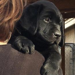 Labrador Retriever Puppies from Hill Side Farms