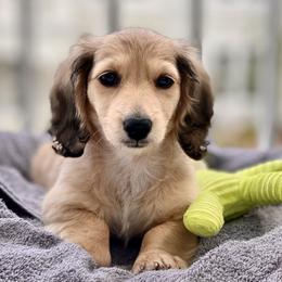 Dachshund Puppies from Meadow Ridge Dachshunds