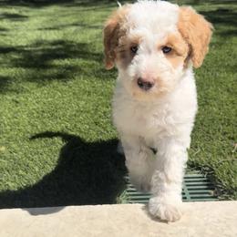 Ms. Teal - Brown and white female Aussiedoodle puppy in San Antonio, Texas from Lovable Doodles SA