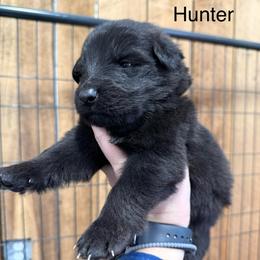 Hunter DL - Black male German Shepherd puppy in Terra Alta, West Virginia from Shepherd Country Farm and Kennels