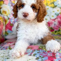 Liberty - female Bernedoodle puppy in Clinton, Oklahoma from Golden Paws Fur Babies