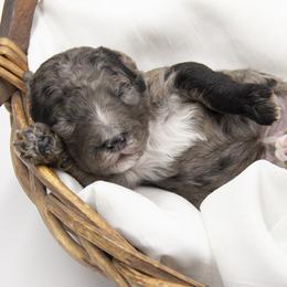 Red collar - Blue merle male Bernedoodle puppy in Lehi, Utah from Our Little Farm Life Doodles
