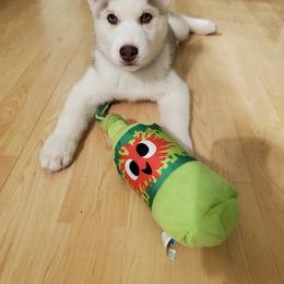 Siberian Husky Puppies from Naturez Siberians