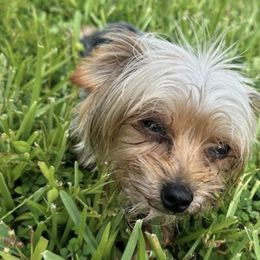 Poodles from Poodles by CNC