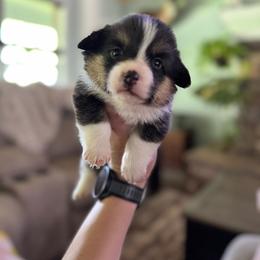 Liberty - Black and tan female American Corgi puppy in Tishomingo, Mississippi from Magnolia Trace Corgis