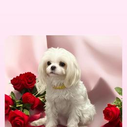 Sissy - Maltese