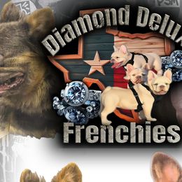 French Bulldogs and Pomeranians from Diamond Deluxx Frenchies