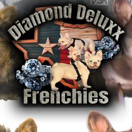French Bulldogs and Pomeranians from Diamond Deluxx Frenchies