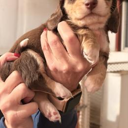 Nutmeg - Piebald female Dachshund puppy in Broomfield, Colorado from Jessi’s Longdog Lounge
