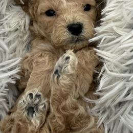 Wilma - Cream female Cavapoo puppy in Hayden, Alabama from Agape Southern Farms