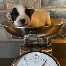 Boy 1 - male Australian Cattle Dog puppy in Reed Point, Montana from Heelers and Highlands