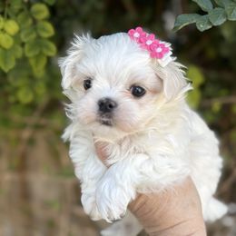 Tipper - White female Maltese puppy in Newport Beach, California from Exotic City Pomeranians and chihuahuas