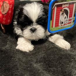 Tiger - Black and white male Shih Tzu puppy in Kingsley, Michigan from Joseph's Shih Tzus