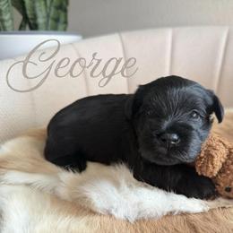 George AKC - Black male Miniature Schnauzer puppy in Victorville, California from West Coast Royal Miniature Schnauzer