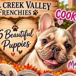 French Bulldogs from Shoal Creek Valley Frenchies