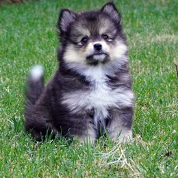 Pomsky Puppies from Acacia Pomskies