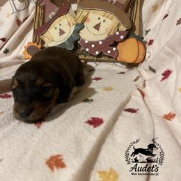 4 - Cream male Dachshund puppy in East Dover, Vermont from Audet’s Mini Dachshunds