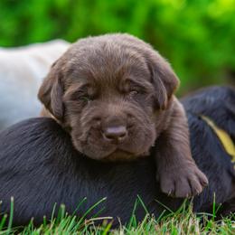 Labrador Retriever Puppies from Mayfield Farm