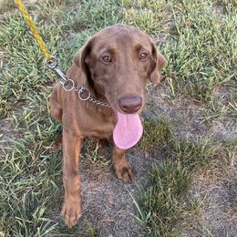 Chip - Labrador Retriever