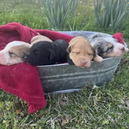 Bordoodle puppies from Pecan Grove Pups