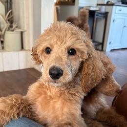 Steiner - Cream male Poodle puppy in Dayton, Washington from Country Sundance Poodles