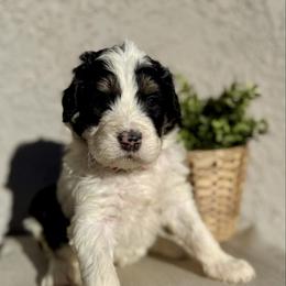 Ember - Black and white male Bernedoodle puppy in Moreno Valley, California from Ayy_Doodles