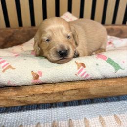 Hank- Red - Cream male Dachshund puppy in Marshfield, Missouri from Hilltop Kennel LLC