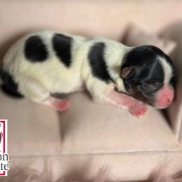 Alex - Black tan and white female Biewer Terrier puppy in California from Corazon de gigante