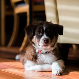 Australian Shepherd and Catahoula Leopard Dog Puppies from Forte Australian Shepherds & Co.