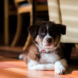 Australian Shepherd and Catahoula Leopard Dog Puppies from Forte Australian Shepherds & Co.