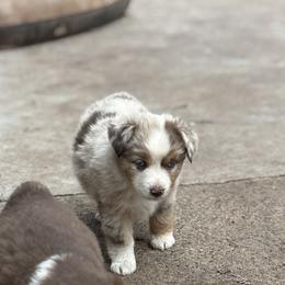 Annie - Blue merle female Miniature Australian Shepherd puppy in North Lakeport, California from Wild Rose Ranch