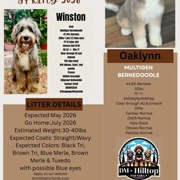 Bernedoodle puppies from DM Hilltop FURfamily