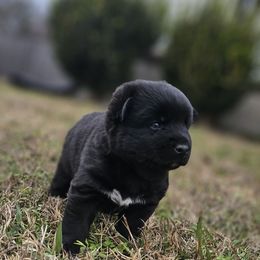 Artur - Black and white male Pomsky puppy in La Vergne, Tennessee from Atencio Pomsky