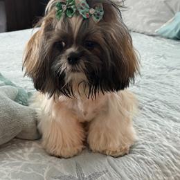 Shih Tzu Puppies from Leahrae's Shih Tzus