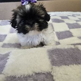 Twinklebella - Liver and white female Shih Tzu puppy in Vernon, Texas from Fru Fru's Shih Tzus