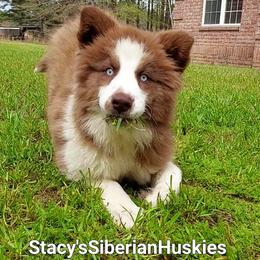 Pepper - Red and white female Siberian Husky puppy in Savannah, Georgia from Stacy's Siberian Huskies