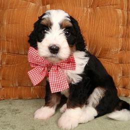 Crush - stunning girl - Tri-color female Bernedoodle puppy in Bowling Green, Ohio from Windy Creek Doodles