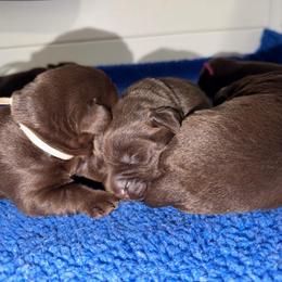 White Collar - Chocolate female Labrador Retriever puppy in Brooksville, Florida from Lonestar Labradors C&E