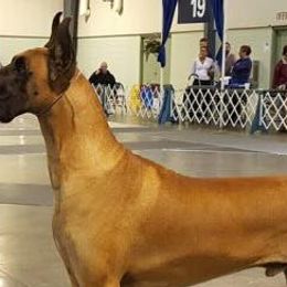 Great Danes from Lagarda's Rose Gold