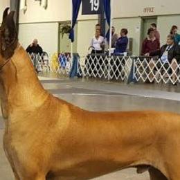Great Danes from Lagarda's Rose Gold
