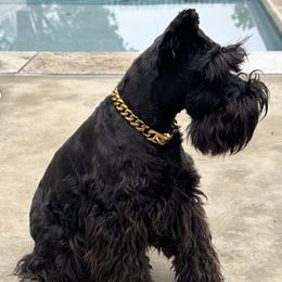Athena - Miniature Schnauzer