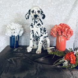 Buttercup - White and black Dalmatian puppy in Motley, Minnesota from Dynasty Paws