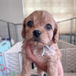 Ralphie - Apricot male Cavapoo puppy in Van Alstyne, Texas from Home Grown Puppies