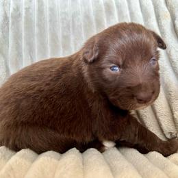 Rio - Red & white male Miniature Australian Shepherd puppy in New Hampton, Iowa from Full River Australian Shepherds