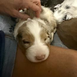 Red Merle Male - Red merle male Australian Shepherd puppy in Washington, Indiana from Bombshell Australian Shepherds