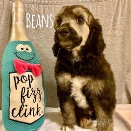 Poodle Puppies from Cosmic Caliber Standard Poodles